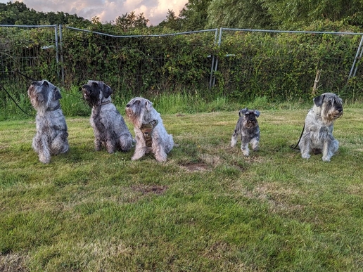 2023-07-28_Hunderennen_Ratingen2023-07-28_HuRennen_Gruppe2_erge
